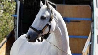 ラニが退厩 yogiboヴェルサイユリゾートファームで余生を過ごす