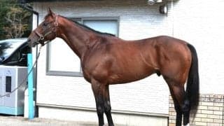 「能力全開が可能なデキ」 舞台適性、状態ともに絶好な毎日王冠出走馬とは