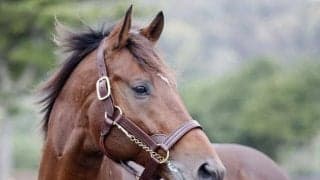 23年ドバイワールドC覇者ウシュバテソーロがアロースタッドに移動