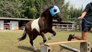 藤沢和雄元調教師が参加、コジュウチョウサンも登場…美浦村で「UMAフェスタ」開催、馬と人がつながる秋の祝祭