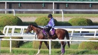 アドマイヤズーム、スワンS1週前追い切り速報/栗東トレセンニュース