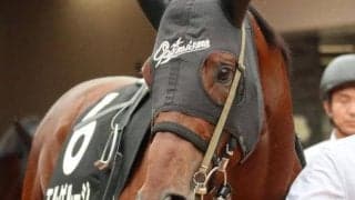 東京ダ1600m巧者のエルゲルージ グリーンチャンネルCで好配提供だ