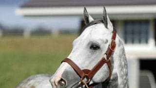 マッドクールが種牡馬生活送る優駿SSに入厩