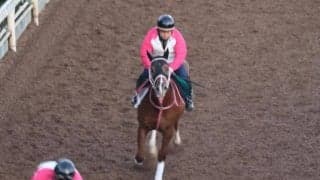 オールブランニューの2023など、先週のゲート試験/栗東トレセンニュース