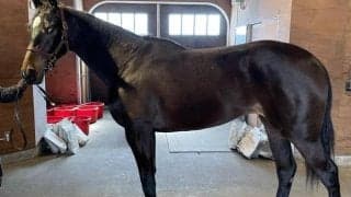 全兄は名馬イクイノックス イクシードがC.ルメール騎手で初陣だ