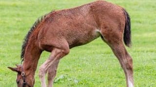 母は名牝ブエナビスタ グランビスタがデビュー勝ちなるか