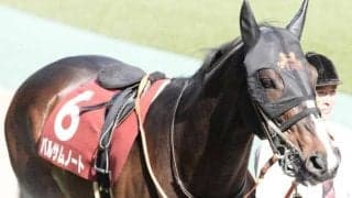 【スワンS】小沢大仁騎手がJRA重賞初制覇なるか 伏兵バルサムノートで一発狙う