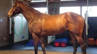 半姉は2歳女王のレシステンシア バルセシートがデビュー勝ちなるか