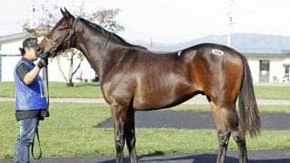 2025オータムセール第1日目 最高価格は「ハッピーユーゲントの2024」で950万円