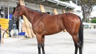 夏を越えて馬体が“超進化” 馬体派記者が「同世代の牝馬に負ける姿は想像しづらい」と絶賛した秋華賞出走馬