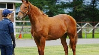 中内田充正厩舎の1億円馬 エピッククイーンが川田将雅騎手でデビュー勝ちなるか