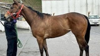 祖母ウオッカ＆曾祖母ダイワスカーレット 名牝2頭の血を引くスティルアイライズがデビュー