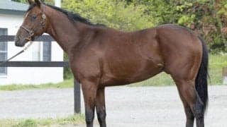 近親にGI馬が2頭 珍馬名のツウキンカイソクがデビュー勝ち狙う