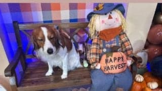 伝説の1日直後…大谷翔平が公開した“ひととき”　ハロウィン仕様のデコピンを投稿