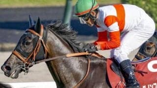 京都芝はまだ内有利 秋華賞は最内ダノンフェアレディが波乱呼ぶ