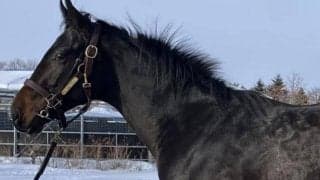 一族に活躍馬ズラリ 友道康夫厩舎のマジョレルブルーがデビュー勝ち狙う