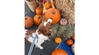 大谷翔平、愛犬デコピンの最新ショットを公開　束の間のオフ…カボチャを“パクッ”？