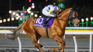 【大井・マイルグランプリ枠順】ダートグレード競走でも好走続くムエックスは2枠4番