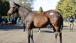 【ミックスセール2025】デルフィニアIIの2025はルイビルレーシングがセール史上最高額の4億6000万円で落札 全兄にセレクト5.9億円馬