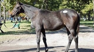 【ミックスセール2025】ラドラーダの2025は「ウマ娘」藤田晋氏が1.5億円で落札 半兄は日本ダービー馬レイデオロ