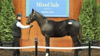 【ミックスセール2025】コントレイル産駒の良血馬に9000万円