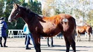 【ミックスセール2025】エピックラヴの2025は田畑利彦氏が1億1500万円で落札 兄にダノンザキッドやダノンタッチダウン