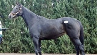 ミックスセール2025・繁殖牝馬 最高価格はJRA2勝馬「ミッキーマカロン」の4300万円