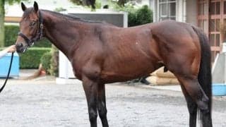 馬体派記者が「レース適性はかなり高い」と期待 菊花賞で前走5着から巻き返し狙う伏兵とは