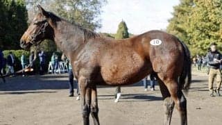 ミックスセール2025・当歳馬 最高価格は「デルフィニアIIの2025」で4億6000万円