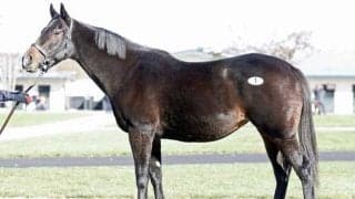 北海道市場で繁殖馬セールが行われる 最高価格は三冠牝馬アパパネ産駒「アスパルディーコ」で1億円