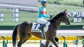 【菊花賞枠順確定】エネルジコは5枠9番、エリキングは7枠15番