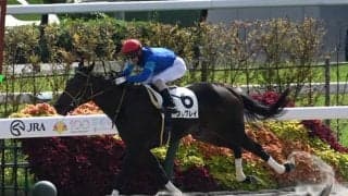 【京都6R新馬戦結果】パイロ産駒フレグレイが内から抜け出しV 2着にシンガリ人気