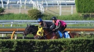 佐々木師「欠点の少ない馬」 スズカローズキングが土曜京都で初陣/関西馬メイクデビュー情報