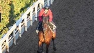 ヒットホームなど、先週のゲート試験/栗東トレセンニュース