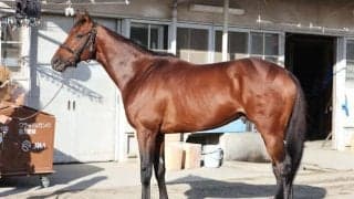 記者が「ケチがつけようのない好馬体」と絶賛 天皇賞(秋)でGI初制覇に期待する一頭とは