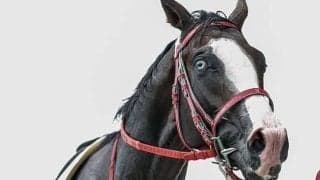 青い眼を持つ競走馬シンフォーエバー SNSで話題の\"魚目\"とは？