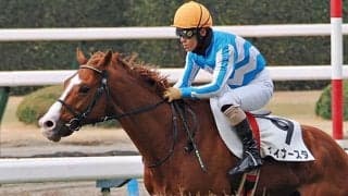 【京都JS想定騎手】ディナースタは高田潤騎手、レッドバロッサは小牧加矢太騎手