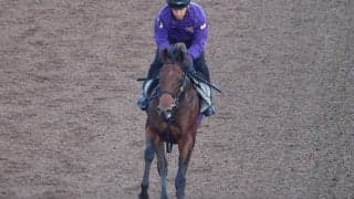 半兄は重賞2勝のギベオン 1.7億円馬のラヴェニュー/関西馬メイクデビュー情報