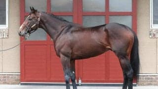 「好走確率はかなり高い」 馬体派記者が1番手にピックアップしたアルゼンチン共和国杯出走馬