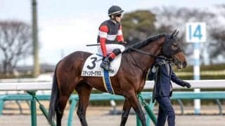 【AR共和国杯出走馬・騎手確定】スティンガーグラス＆C.ルメール騎手、ホーエリート＆戸崎圭太騎手など18頭