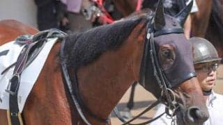 母は「白毛のアイドル」ユキチャン ルミテュットが2戦目で初勝利なるか