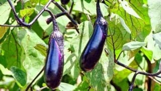 秋の味覚と季節の養生