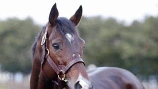 22年・23年の地方年度代表馬イグナイター 種牡馬生活送るアロースタッドに到着