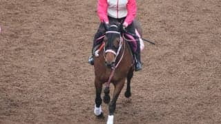 アンヌグロースなど、先週のゲート試験/栗東トレセンニュース