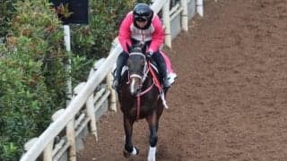 バルセシートなど、先週の入厩情報/栗東トレセンニュース