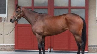 馬体派記者がひと言「格が違う」 昨年5着のリベンジに燃えるエリザベス女王杯出走馬