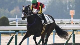 【エリザベス女王杯】18頭の香港馬名・馬名意味を紹介！『毛茸茸』『北島名花』はどの馬？