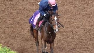 アルジェンテーラなど、先週のゲート試験/栗東トレセンニュース