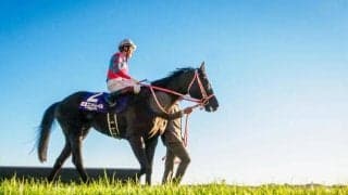 親子制覇達成の三冠馬が1位 種牡馬別ジャパンC勝利数ベスト3