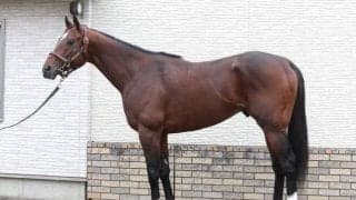 「ここでの初戴冠は血のさだめ」 GI初制覇へ期待大のマイルCS出走馬とは